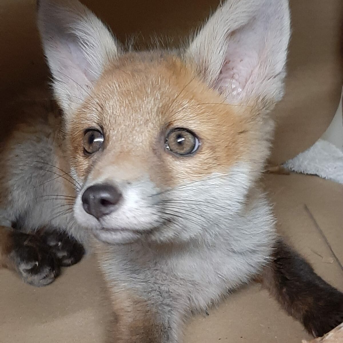 Fox Cub Picture