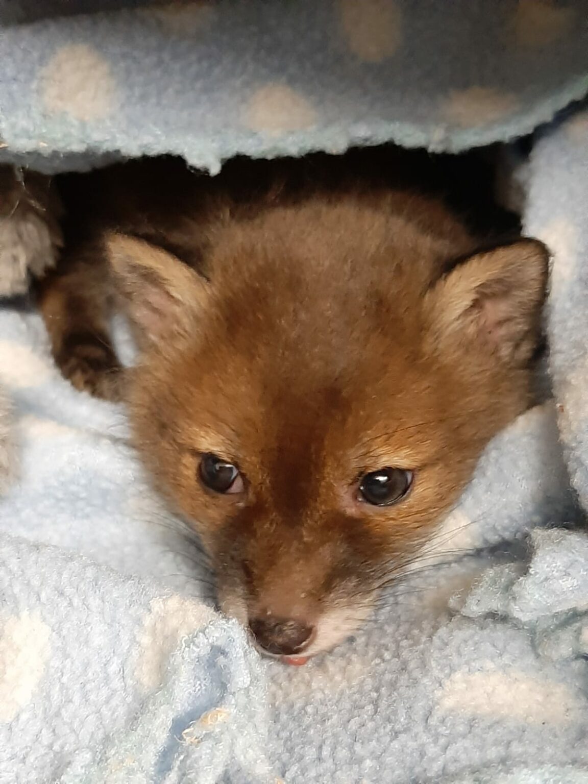 Foxes - Rangers Lodge Wildlife Hospital