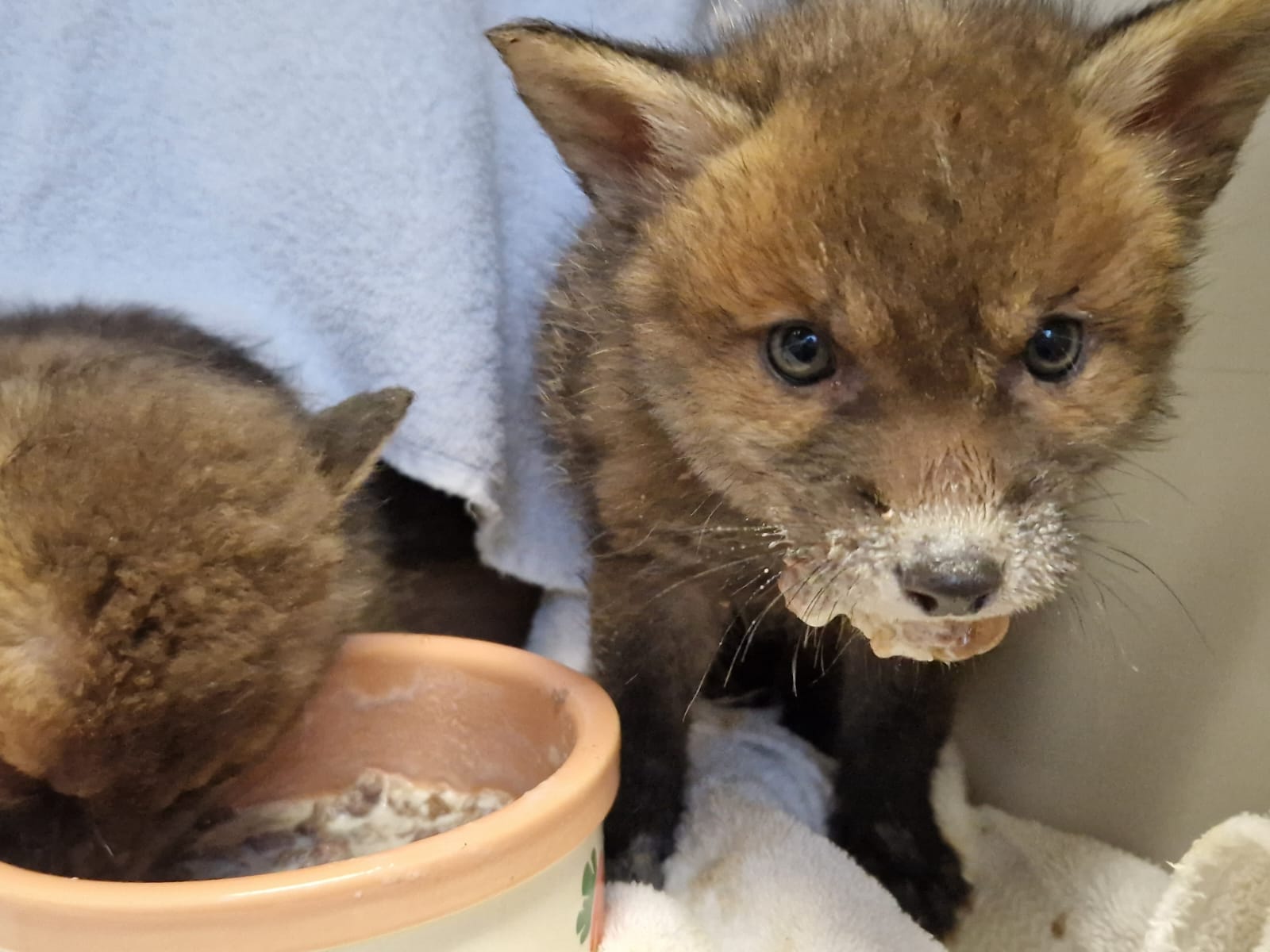 Foxes - Rangers Lodge Wildlife Hospital